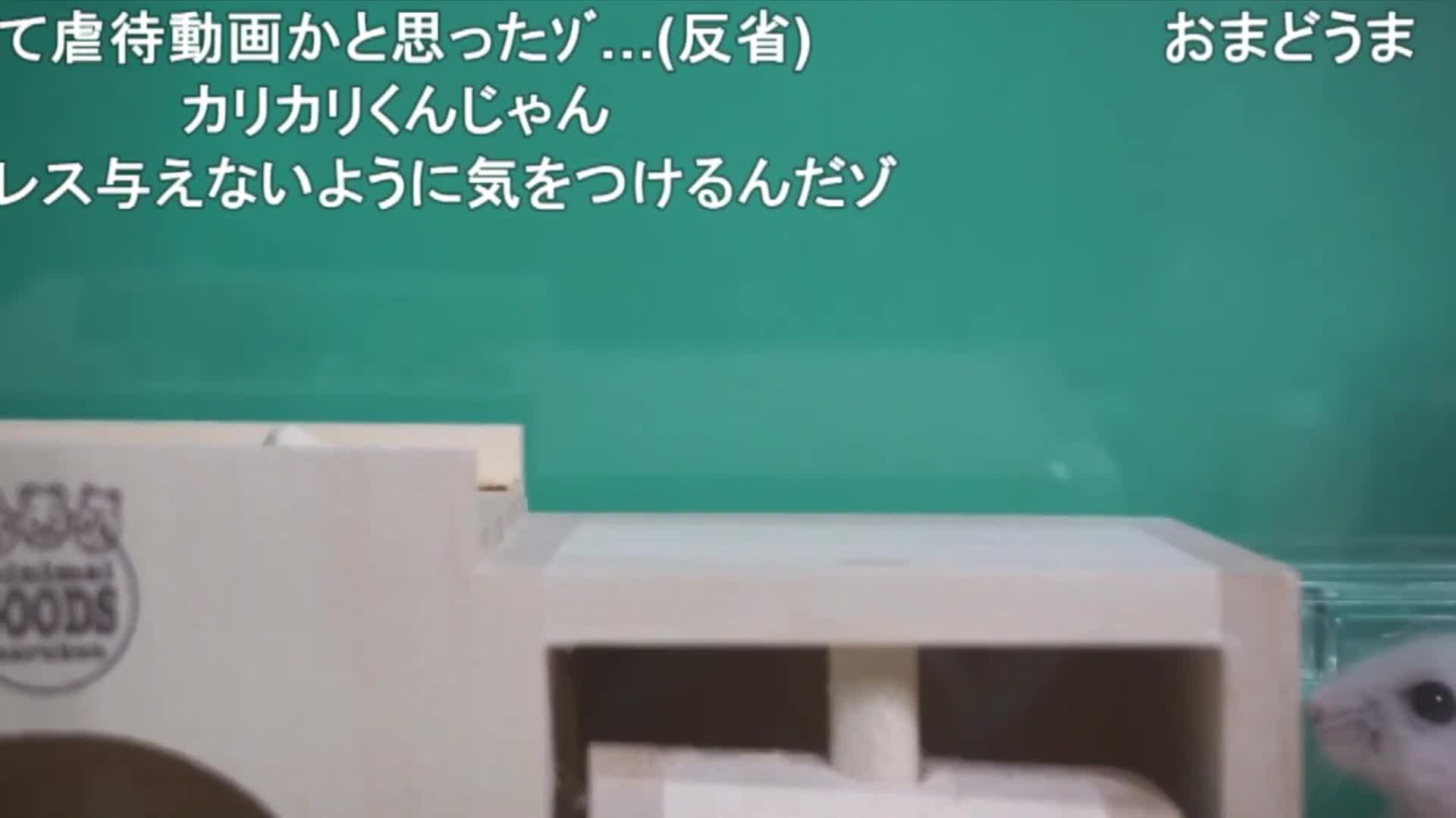 ハムスター（淫夢）【コメ付き】